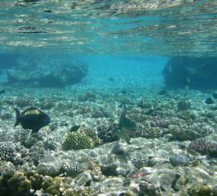 Unterwasserwelt Hotel Sharm Plaza