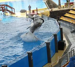 Orca Show
