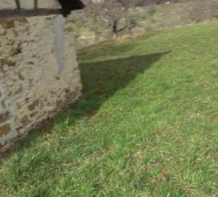 Naturdenkmal Lutherlinde