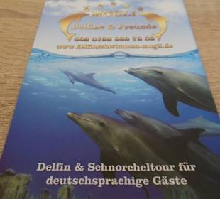 Delphin schwimmen 