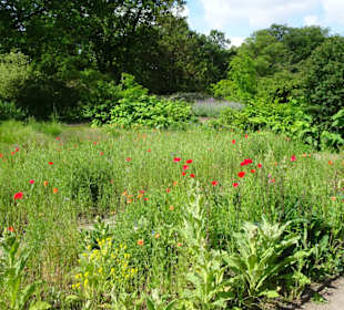 Spaziergang durch den Botanischen Garten Bremen