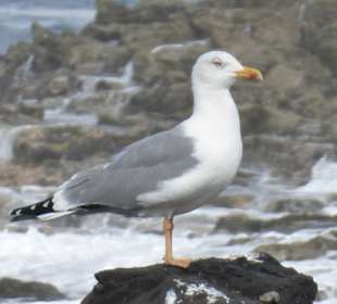 Möwe an der Küste bei Playa del Confital