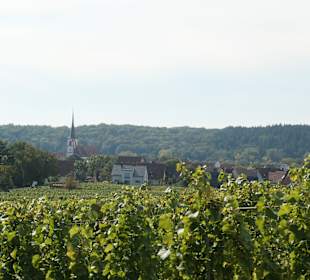 Bei einer Weinbergswanderung bei Sommerach