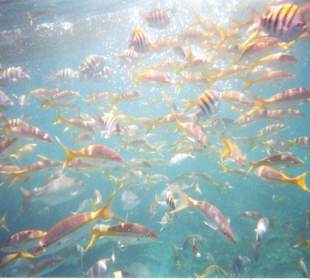 Fische