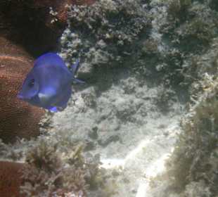Blauer Fisch