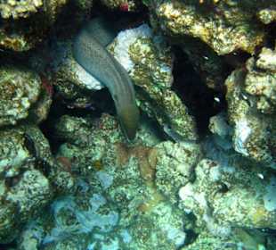 Riesenmuräne Hausriff Süd