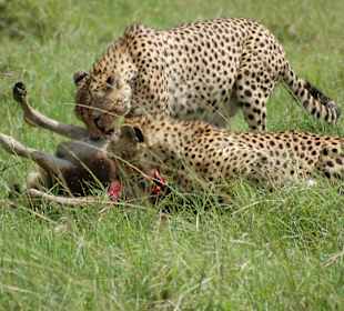 Mittagessen in der Masai Mara