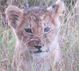 Baby Lion