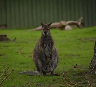 Naturwildpark Granat 