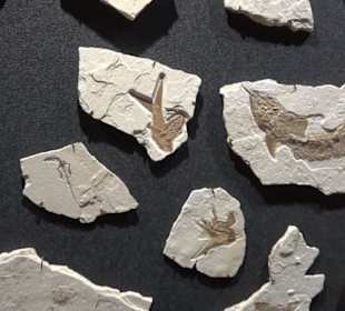 Dinosaurier Museum Altmühltal