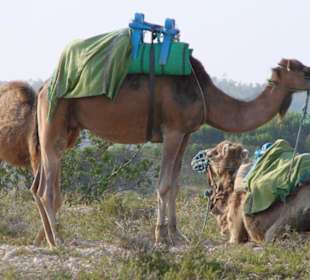 Unsere Transportmittel 