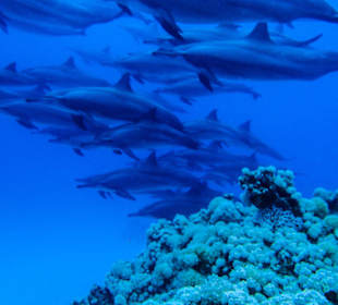 Dolphins of Sataya