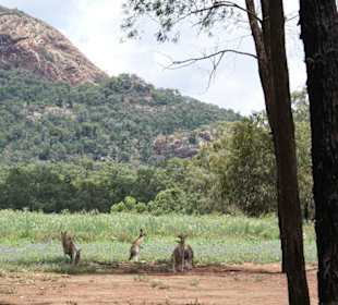 Warrumbungle Nt. Park