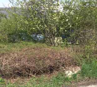 Calverbühl