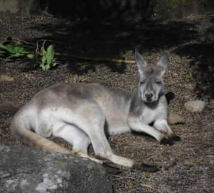 Taronga Zoo