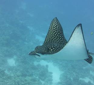 Manta