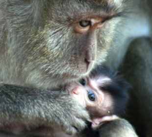 Affennachwuchs am Ao Nang Beach
