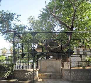 Ältester Baum in Kos