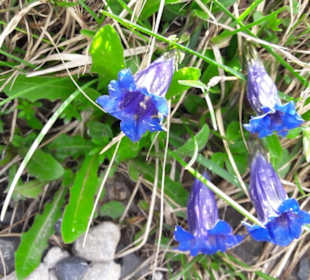 Blau blüht der Enzian