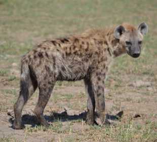 Geführte Touren WT Safaris Diani Beach