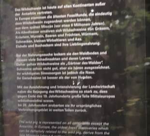 SchweineMuseum