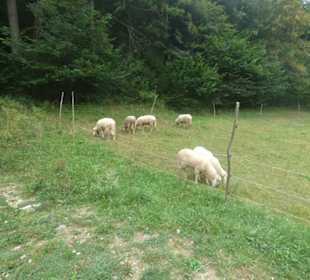 Interessantes Museum