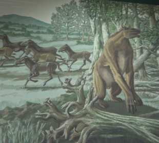 Staatliches Naturkunde Museum