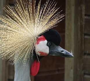 Rundgang durch den Tierpark Petermoor