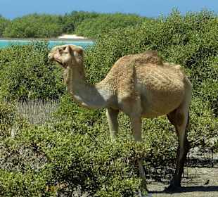 Wadi al-Gimal–Hamata - Ausflüge - Marsa Alam