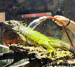 Abenteuer Dschungelland