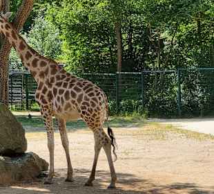 Giraffengehege