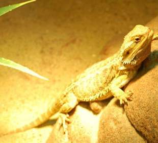 Serpentarium Blankenberge