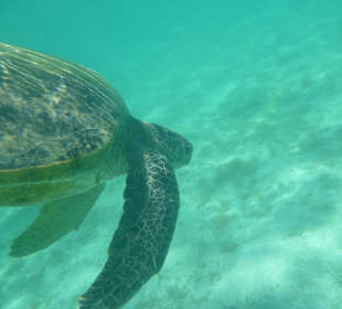 Schildkröte in der hoteleigenen Bucht