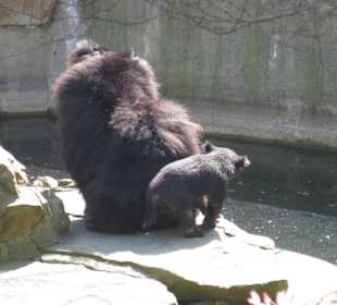 Nachwuchs bei den Kragenbären