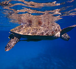 Schnorcheln Marsa Alam