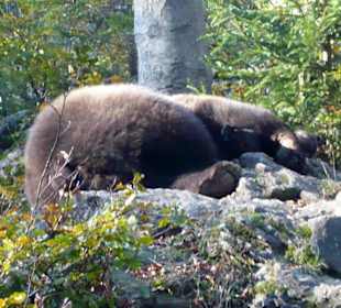 Nationalpark/ der Bär ruht sich aus