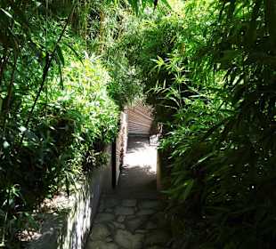 Im Bambushain von Schloss Trauttmansdorff