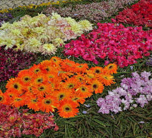 Blütentapeten auf den Straßen