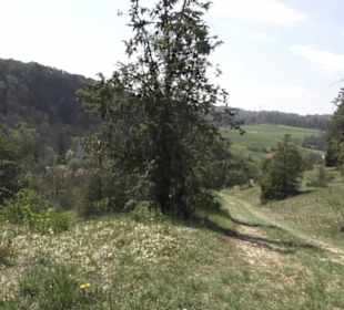 Waldlehrpfad an der Lauter