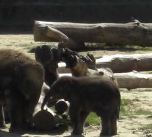 Kölner Zoo