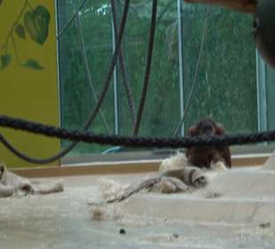 Tierpark Hellabrunn - Welt der Affen