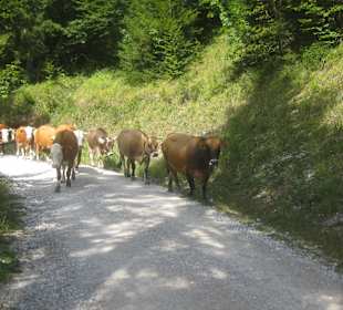 Wandern Finzbachklamm