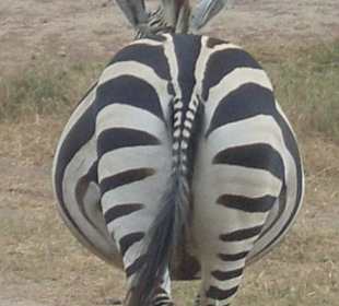 Safari mit Guige Johannes