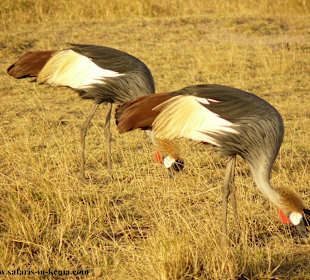 Kronenkraniche  im Amboseli