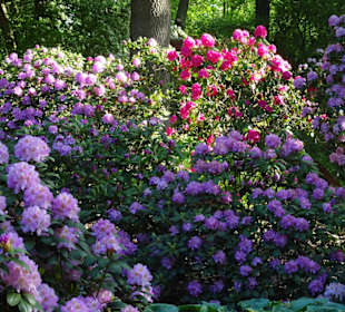 Hauptblüte im Rhododendronpark Bremen