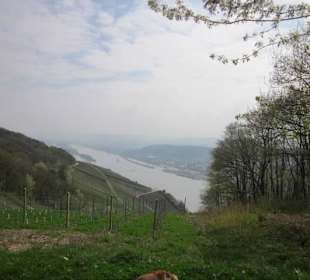 Osteinscher Landschaftspark Weinberge