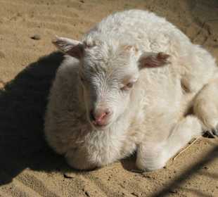 Kleines Lamm