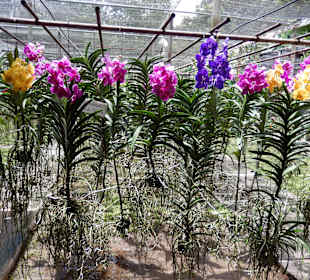 Orchideen der Sai Nam Phung Orchid Farm