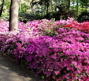 Ein Meer von Blüten