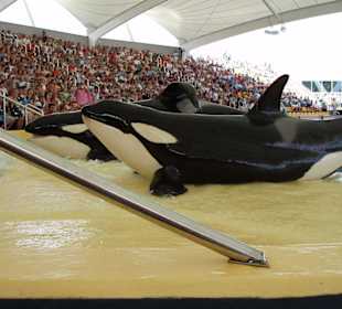 Orca Show